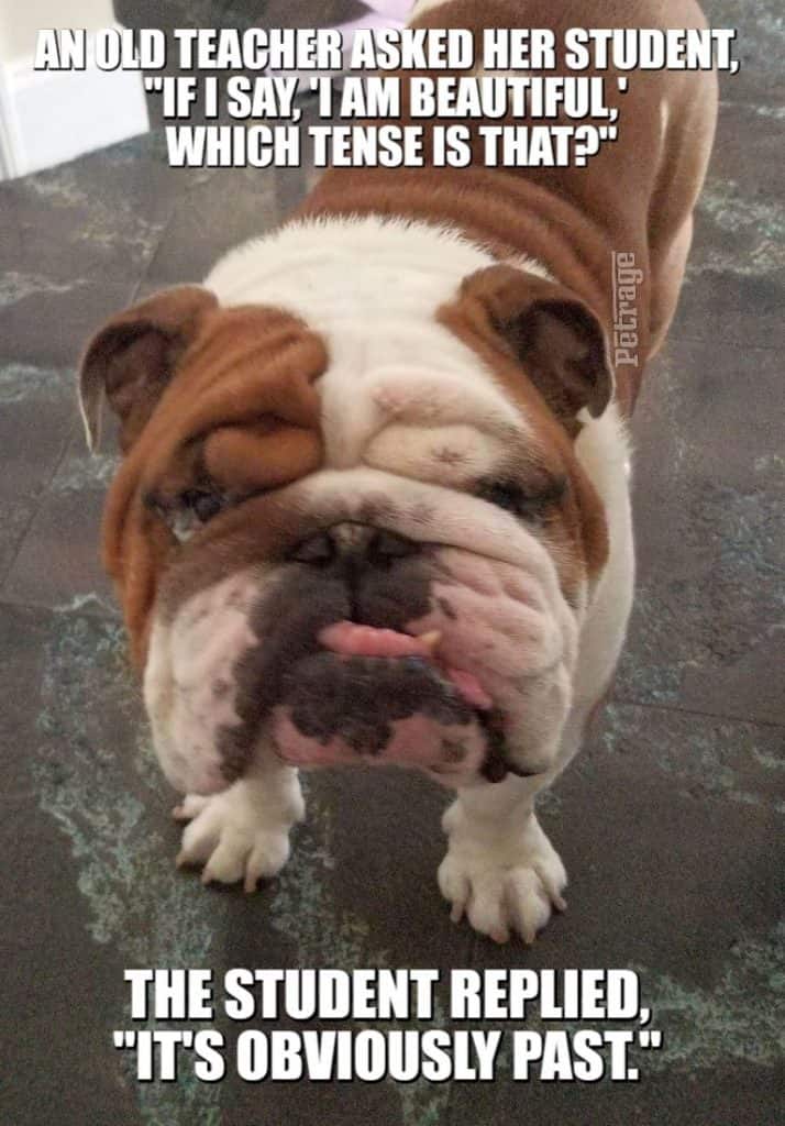 buddy the bulldog beautiful teacher meme petrage