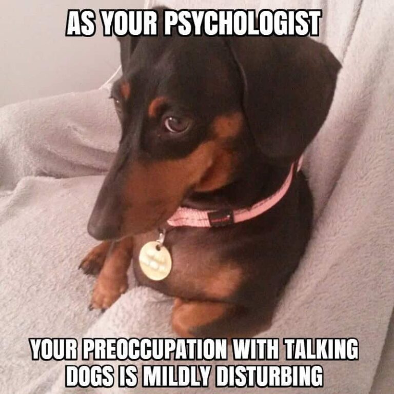dachshund therapist meme petrage