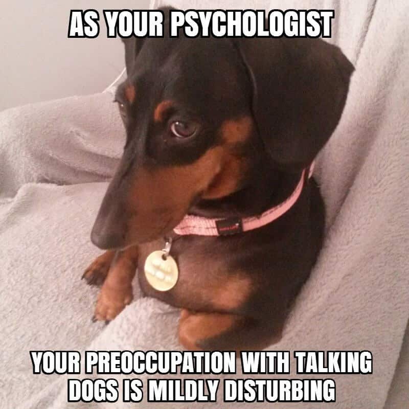 dachshund therapist meme petrage