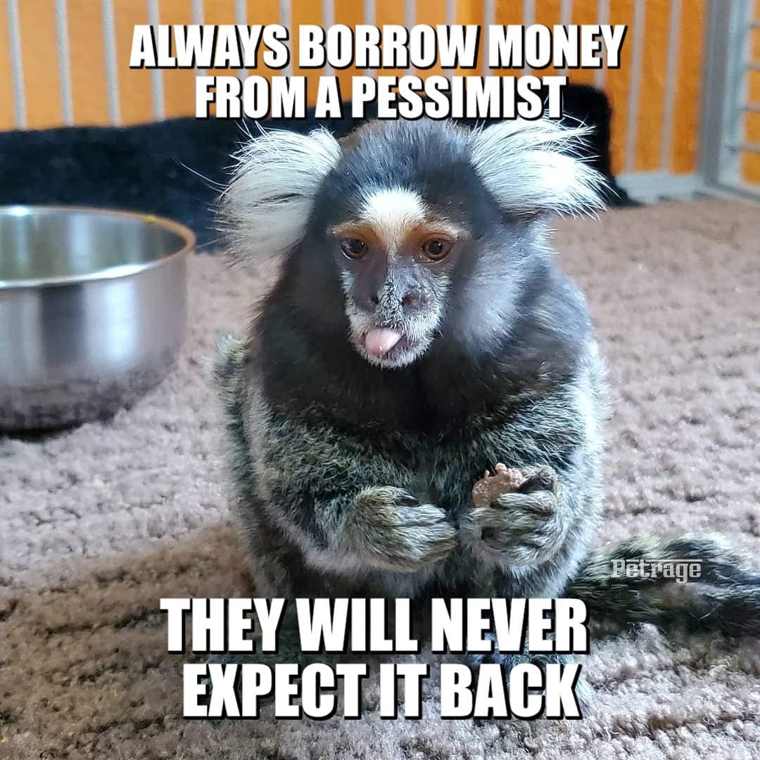 marmoset borrow money meme petrage