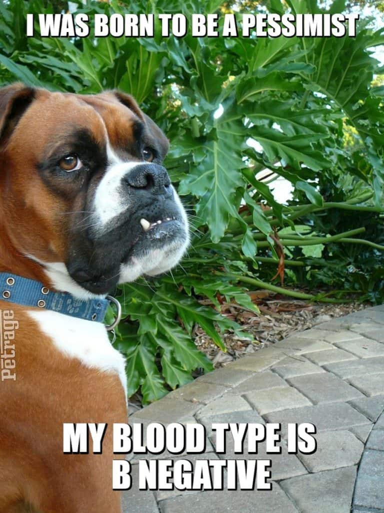 sarcastic boxer dog blood type meme petrage