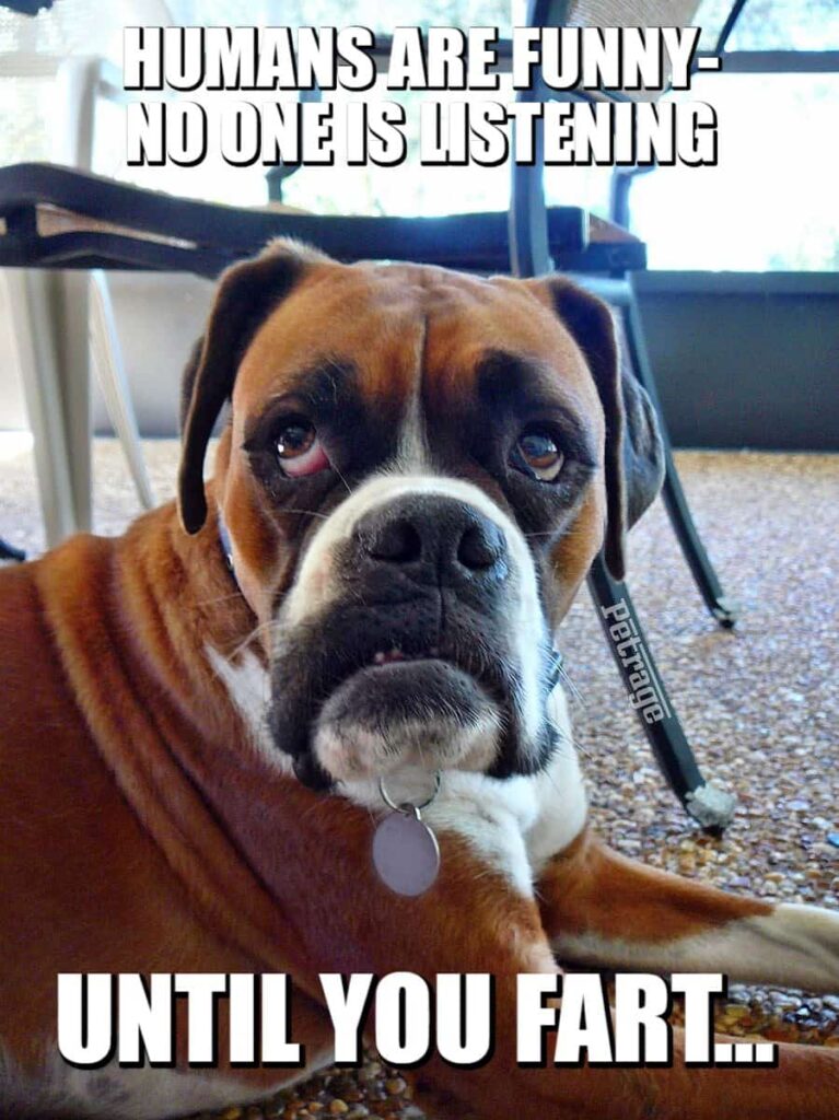 sarcastic boxer dog funny fart meme are you listening petrage