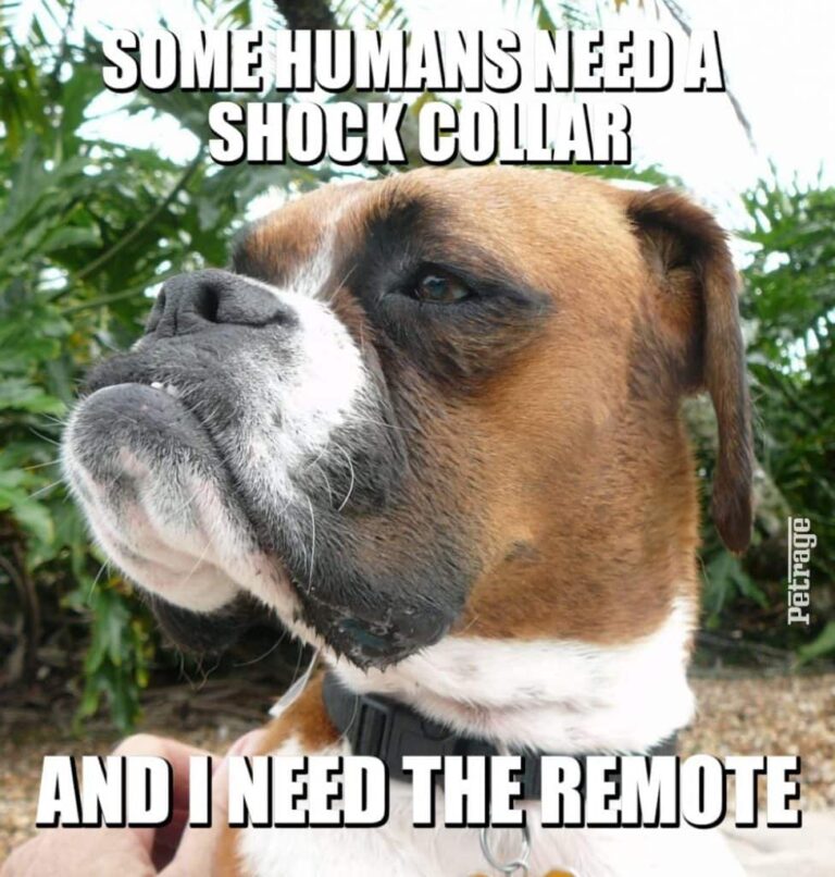 sarcastic boxer dog shock collar meme petrage