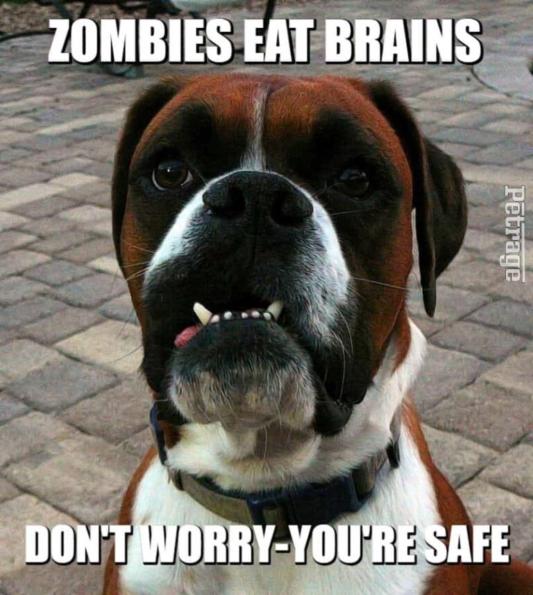 sarcastic boxer dog zombies eat brains meme petrage
