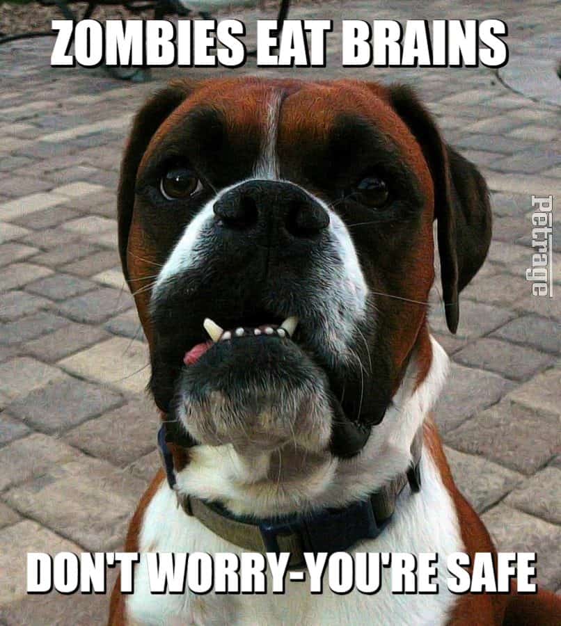 sarcastic boxer dog zombies eat brains meme petrage