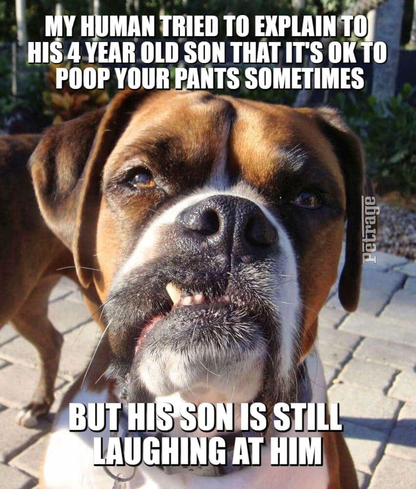 sarcastoc boxer dog poop your pants meme petrage