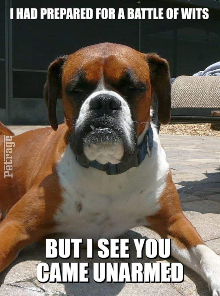 sarcistic boxer dog battle of wits meme petrage