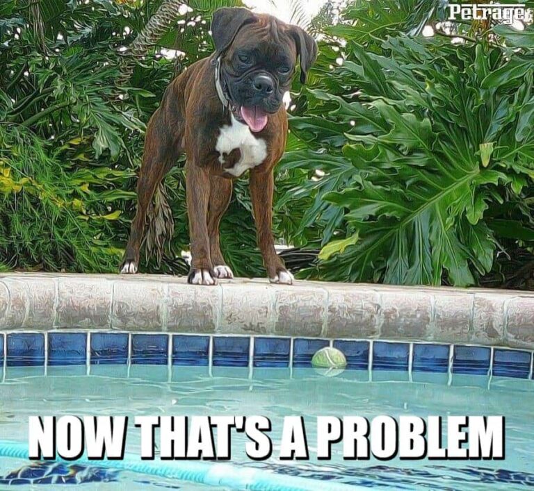 when you hate the water boxer dog meme petrage