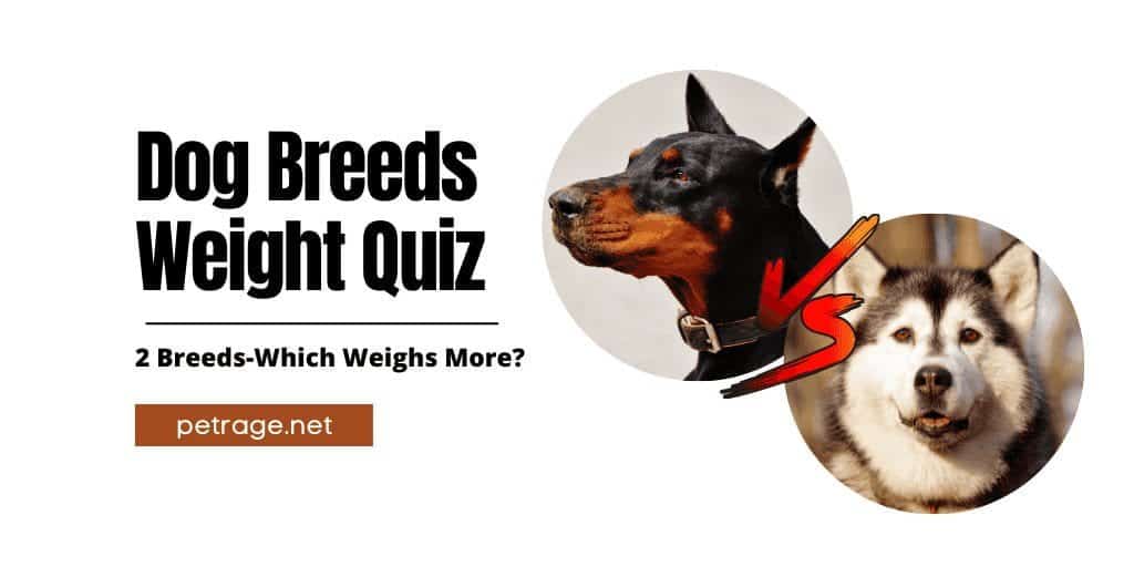 which dog breed weighs more quiz petrage dog breed weights