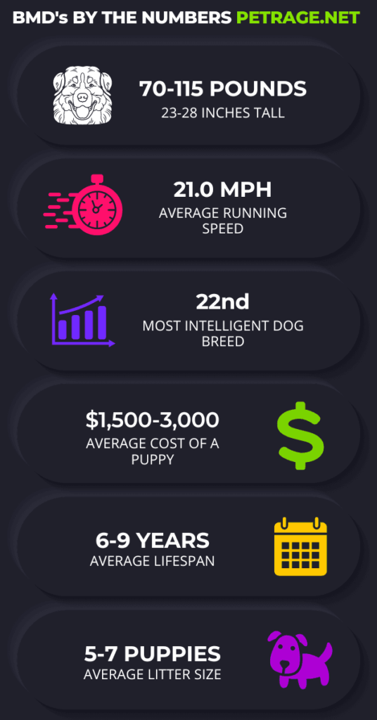 12 Interesting Facts About Bernese Mountain Dogs