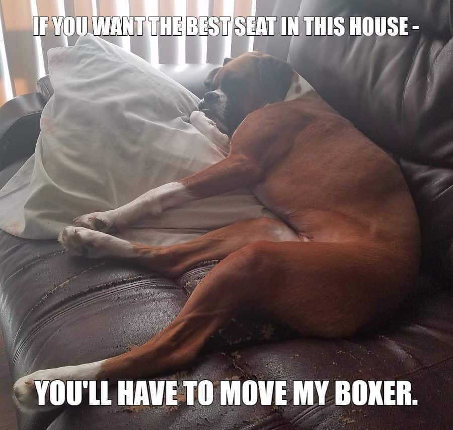 best seat in the house meme petrage