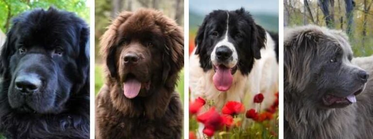 13 Interesting Facts about Newfoundland Dogs