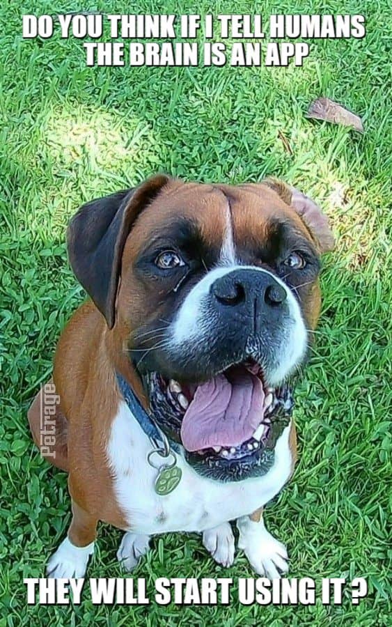 sarcastic boxer dog brain is an app meme petrage