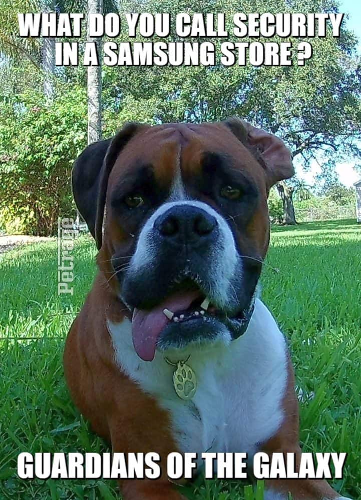 sarcastic boxer dog guardians of the galaxy meme petrage