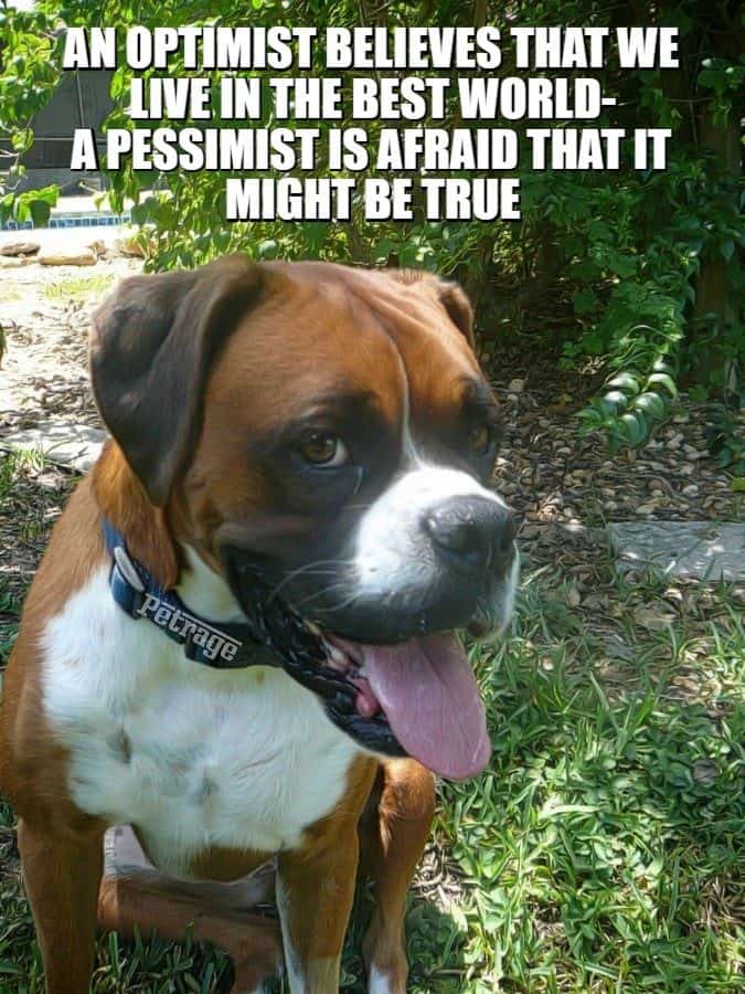 sarcastic boxer dog optimist vs pessimist meme petrage