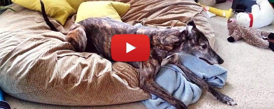 video of a greyhound with the zoomies
