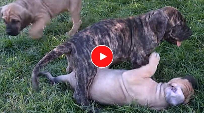 fila brasileiro puppies playing at 6 weeks old video