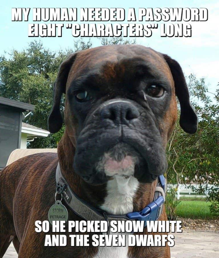 boxer dog human password logic meme petrage