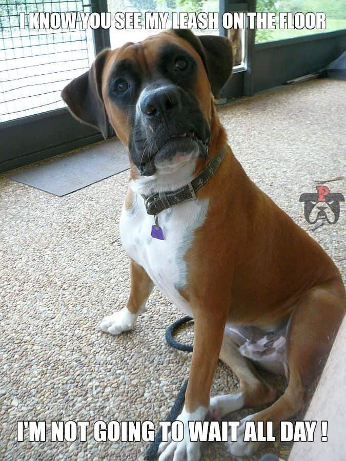 boxer dog take me for a walk meme petrage