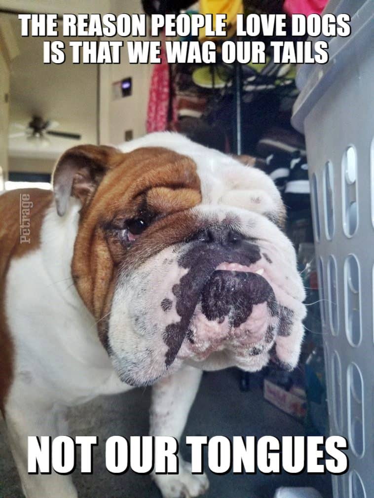 bulldog wagging our tails meme petrage