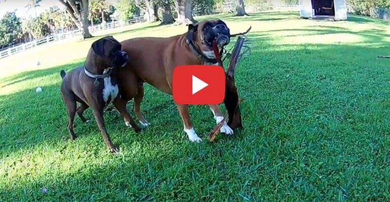crazy boxer dogs helping with the yard work video petrage