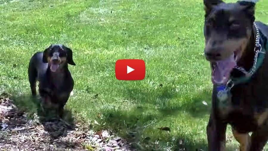 doberman playing with a dachshund video