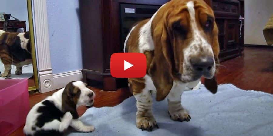 grandpa basset hound meets the puppies video