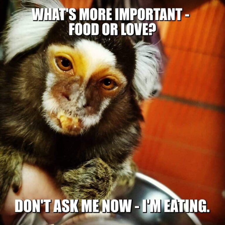 marmoset food or love meme by tarzan the marmoset petrage