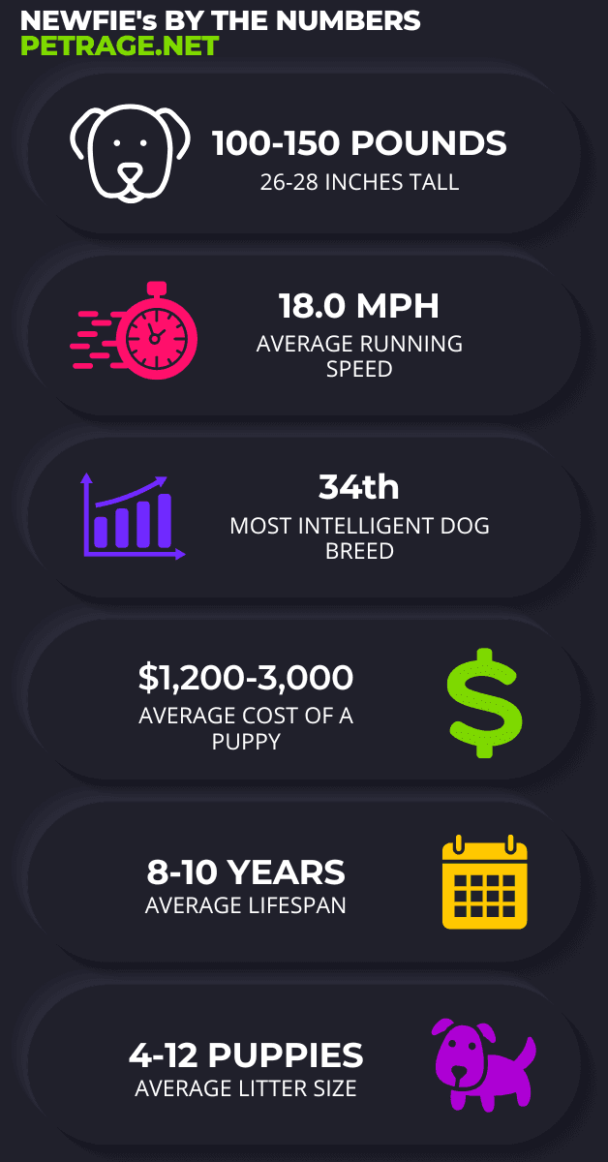 13 Interesting Facts about Newfoundland Dogs