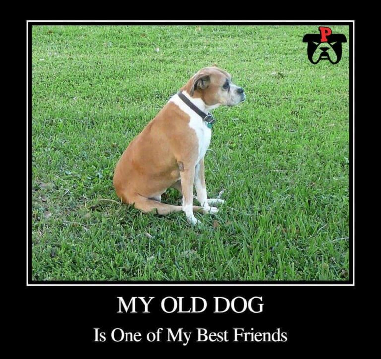 old dog rocks boxer dog meme petrage