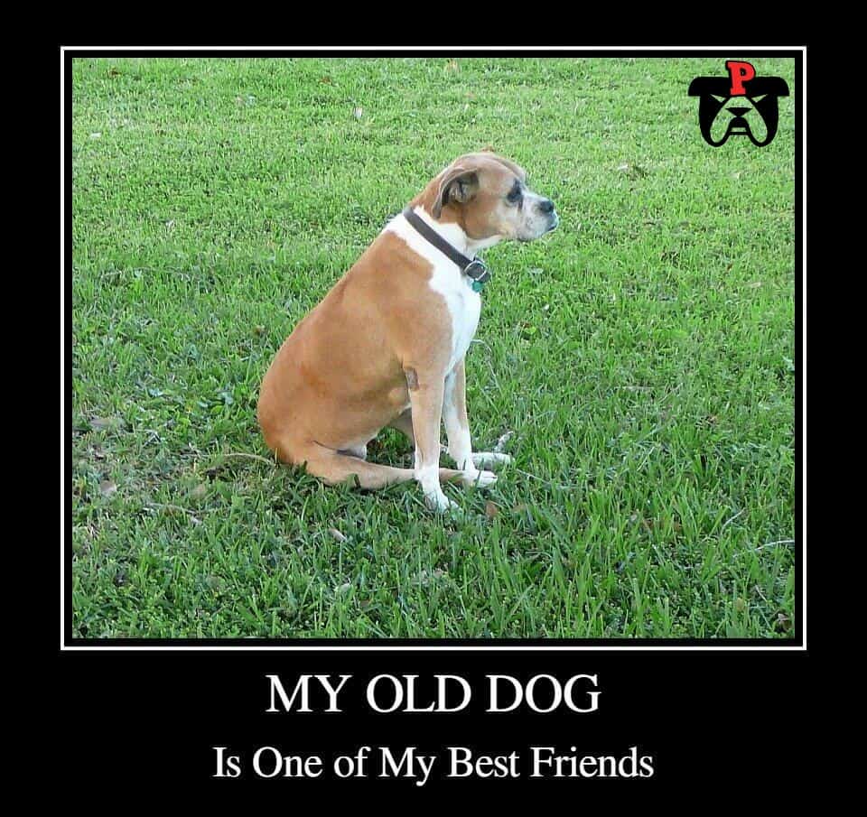 old dog rocks boxer dog meme petrage