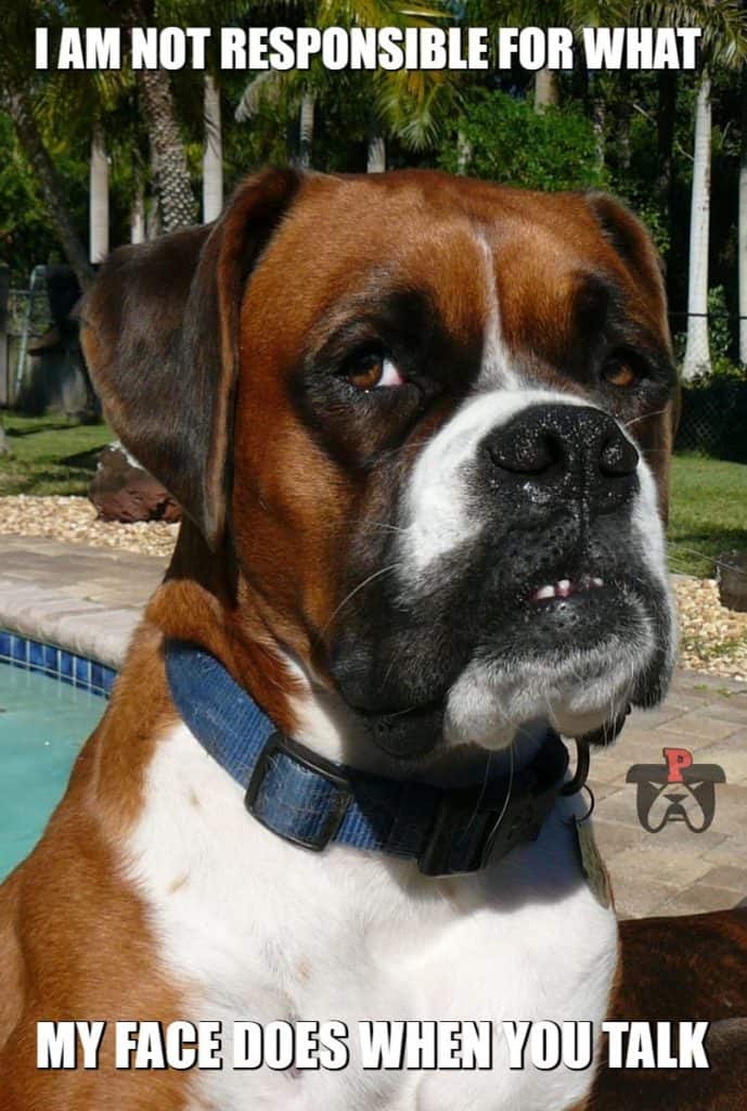 sarcastic boxer dog my face your words meme petrage