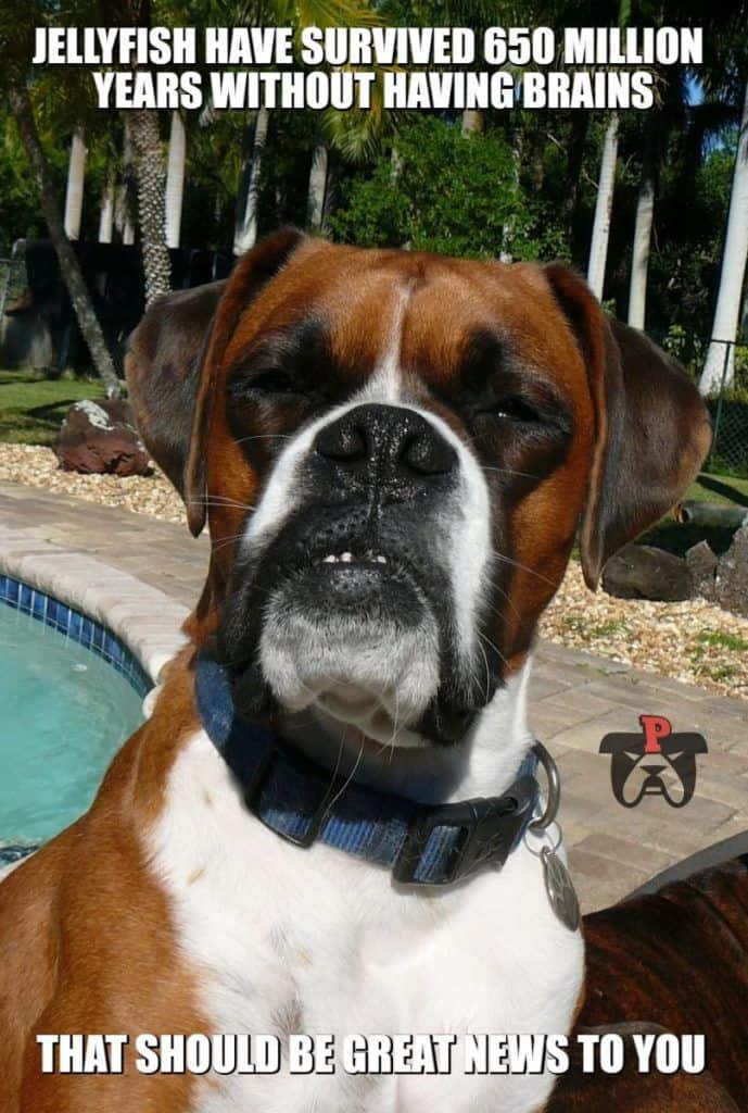 sarcastic boxer dog no brains meme petrage