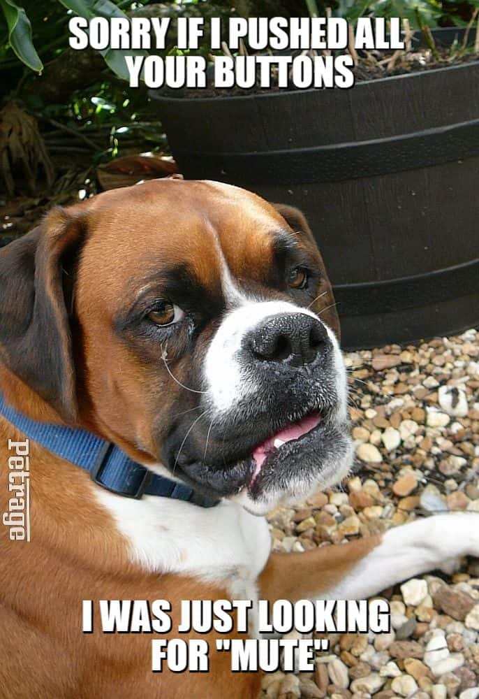sarcastic boxer dog pushing buttons meme petrage