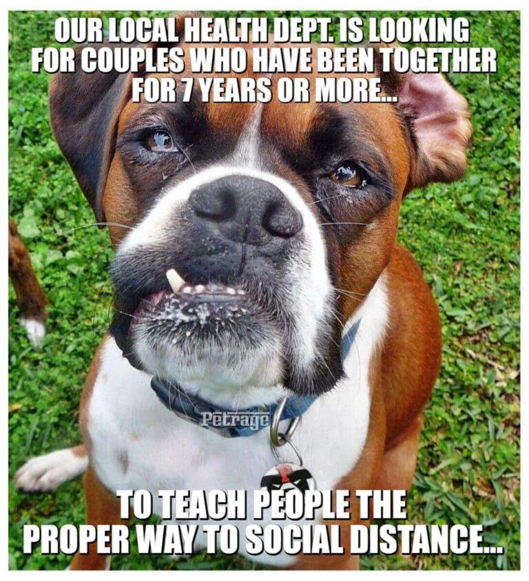 sarcastic boxer dog social distancing meme petrage
