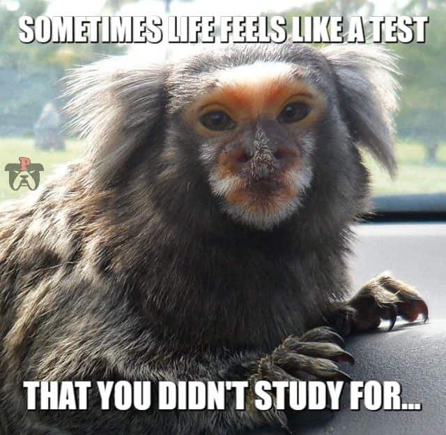 the test you didn't study for meme petrage