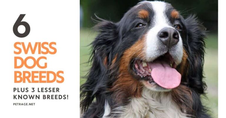 6 swiss dog breeds plus 3 lesser known dogs from switzerland petrage