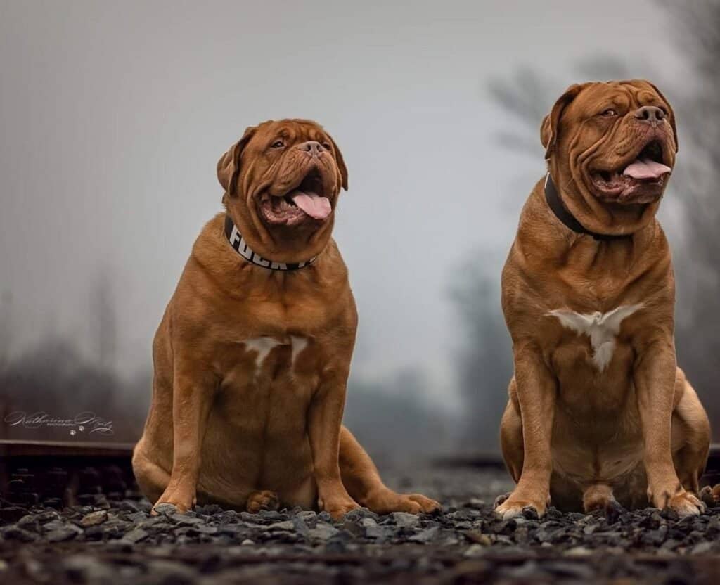 the big paw club dogue lilo and burger by sabrina
