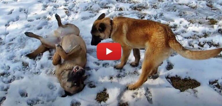 belgian malinois dogs rumble in the snow video
