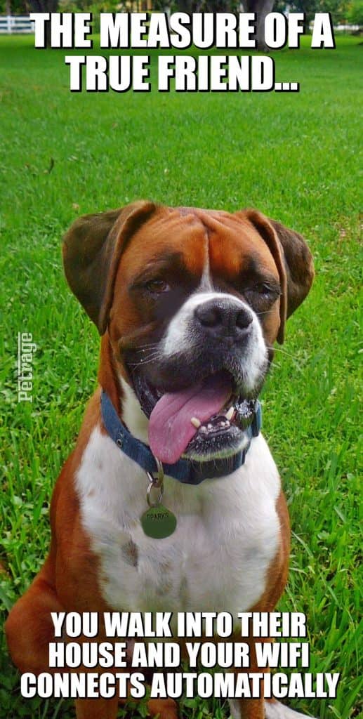 boxer dog wifi meme petrage