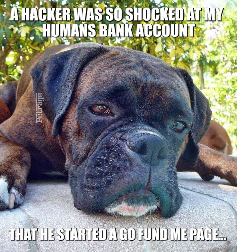 brindle boxer dog hacker meme petrage