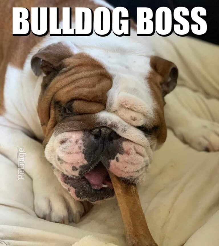 bulldog boss meme petrage