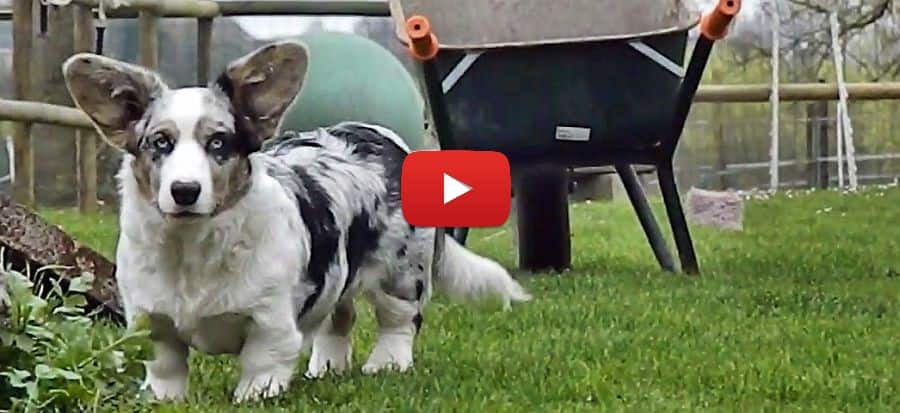cardigan corgi running and sliding video