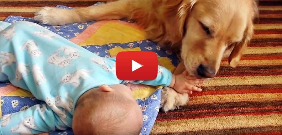 golden retriever and a tiny baby the most gentle dogs in the world cute video