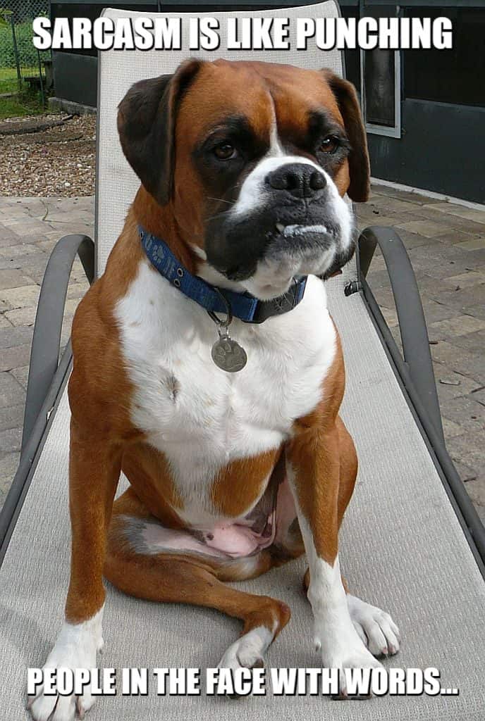 sarcastic boxer dog punched in the face meme petrage