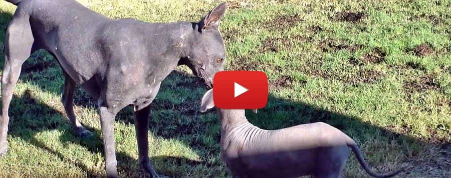 video of a xolo puppy playing fetch