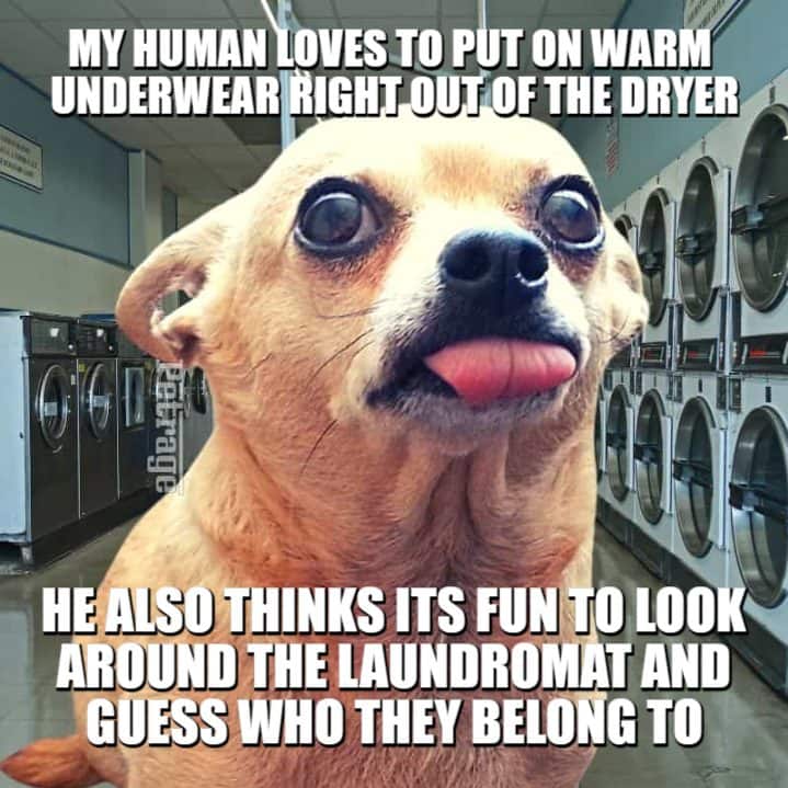 chihuahua underwear in the laundrymat meme petrage