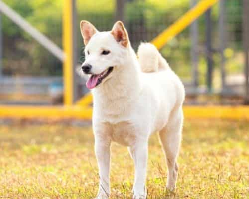 hokkaido inu dog picture