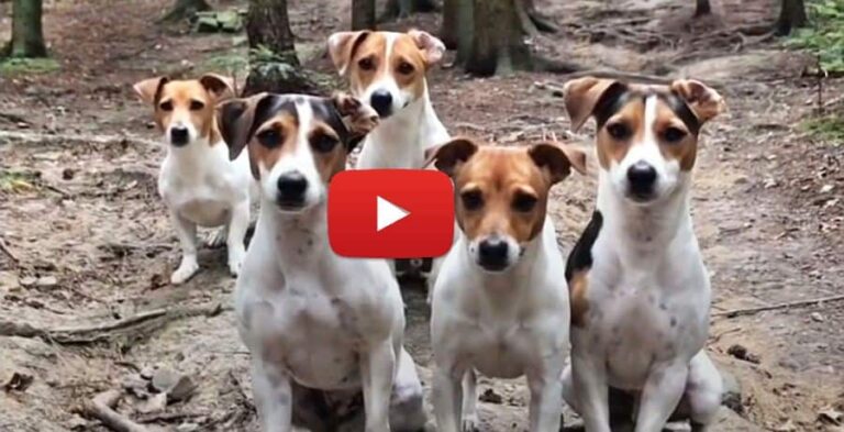 jrt family dog video