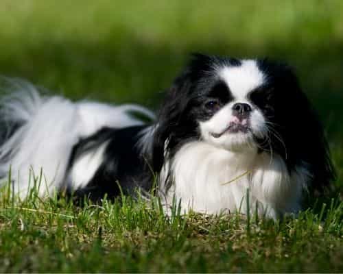 japanese chin dog picture